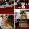  - WORLD DOG SHOW MILANO