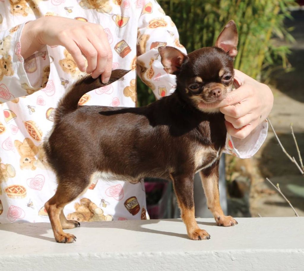 Voxel Ux Une souris verte