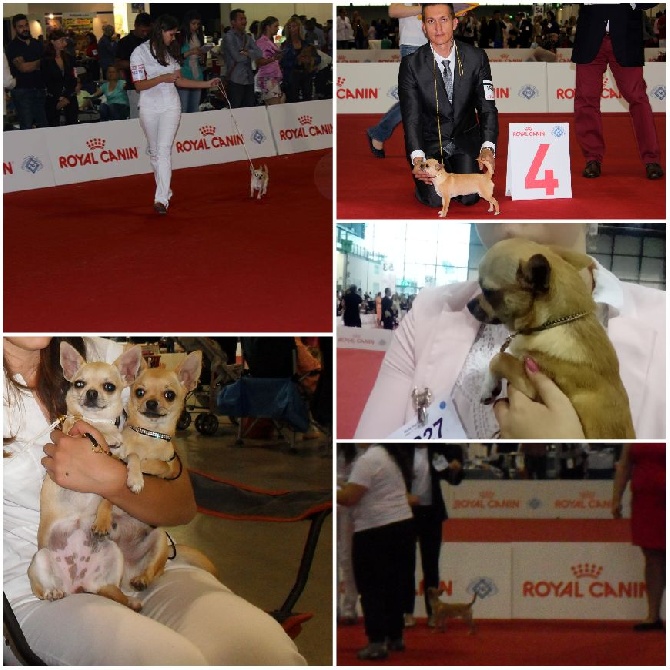 WORLD DOG SHOW MILANO