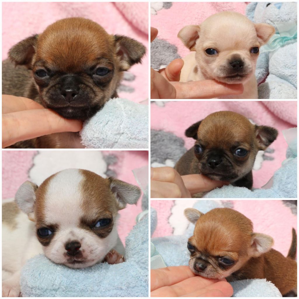 Bébés de Samantha 