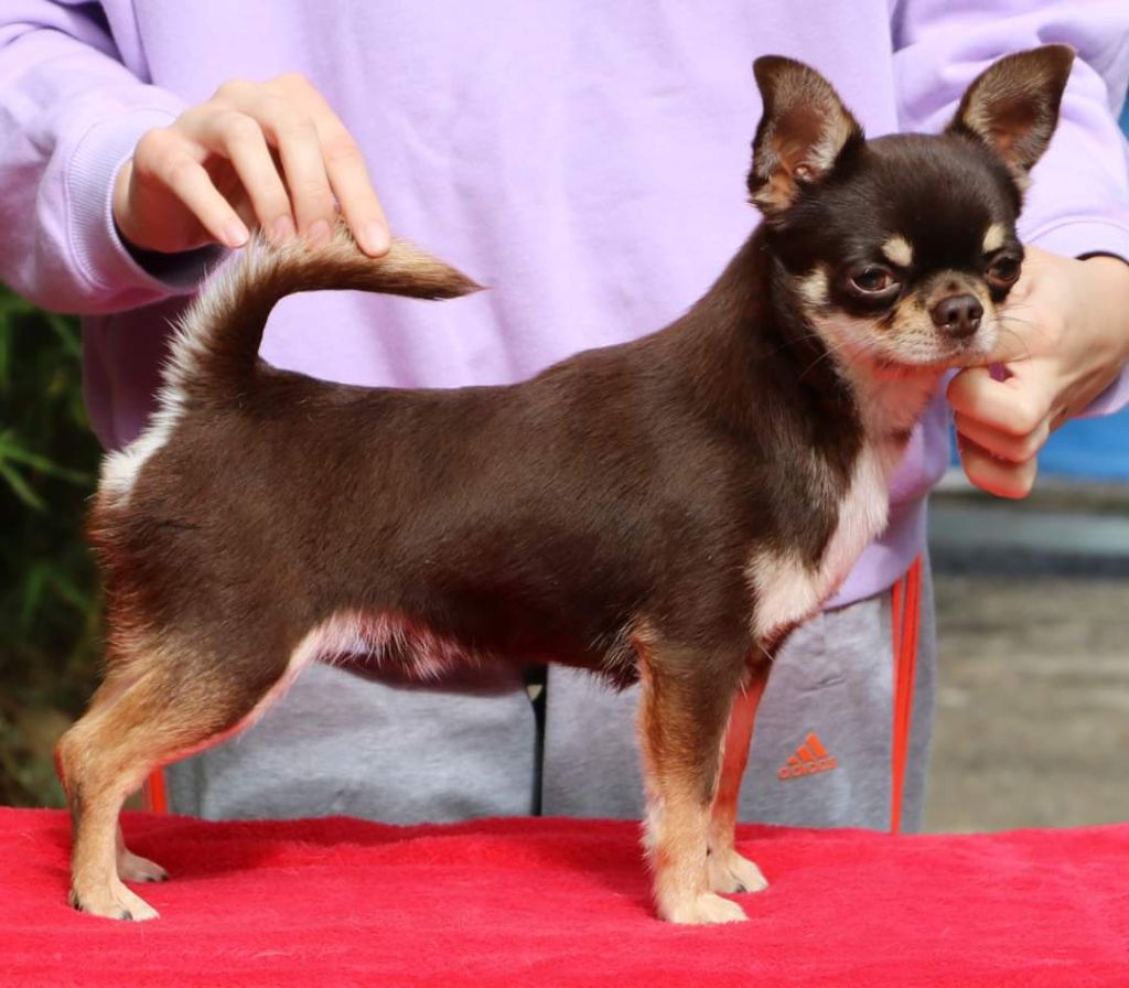 Choco (I'm Last Mohican Volpino-Mini)