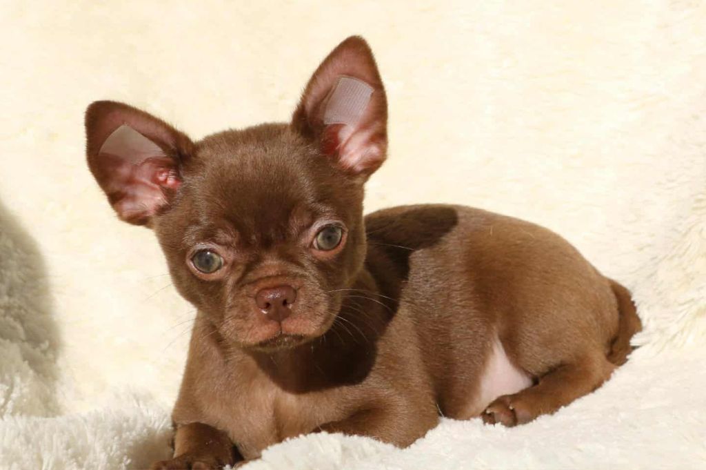Voxel Ux - Chiots disponibles - Chihuahua