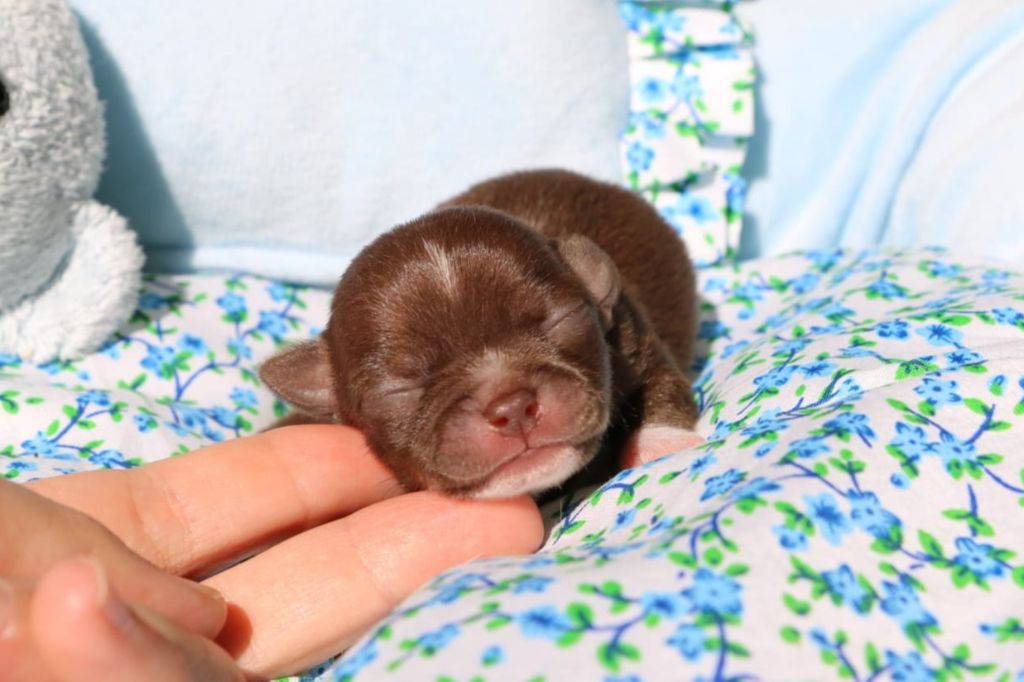Voxel Ux - Chiots disponibles - Chihuahua