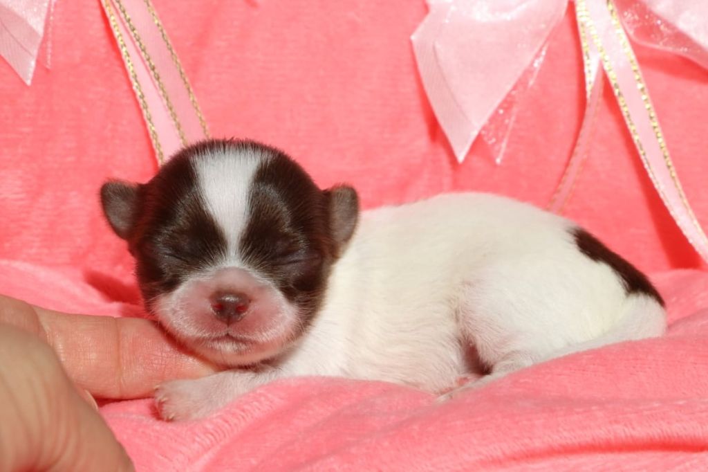 Voxel Ux - Chiots disponibles - Chihuahua