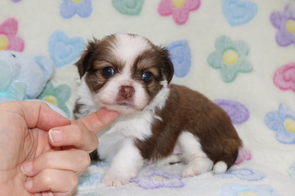 Voxel Ux - Chiots disponibles - Chihuahua