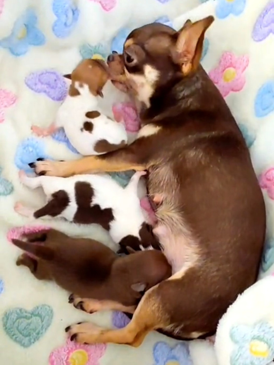 Chiot Chihuahua Voxel Ux