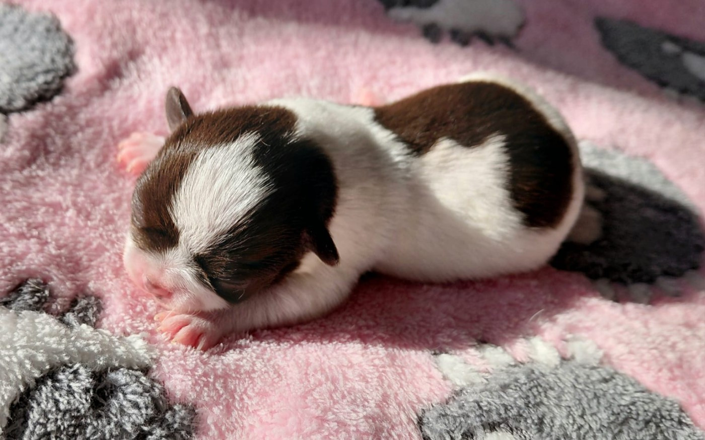 Voxel Ux - Chiots disponibles - Chihuahua