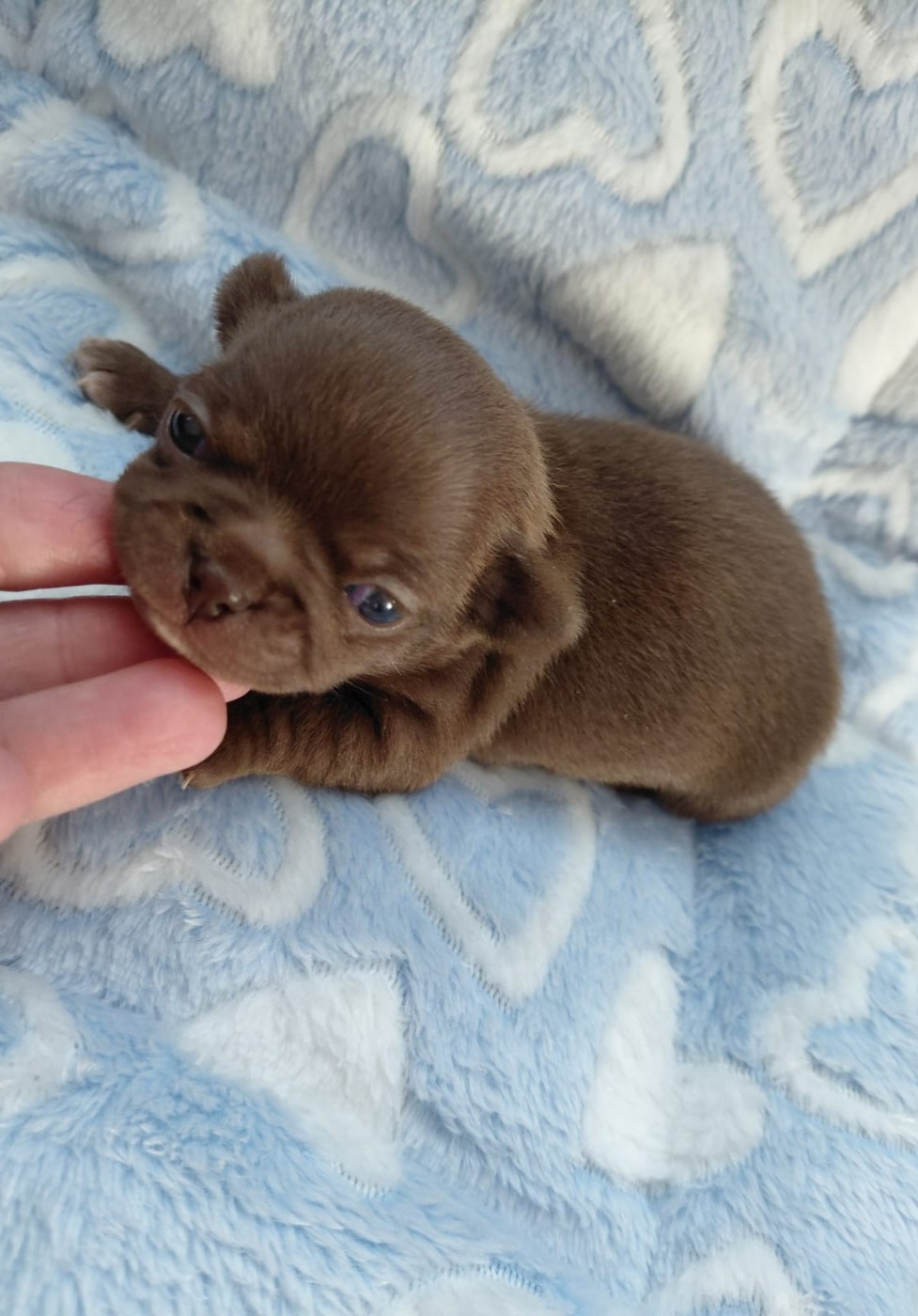 Voxel Ux - Chiots disponibles - Chihuahua