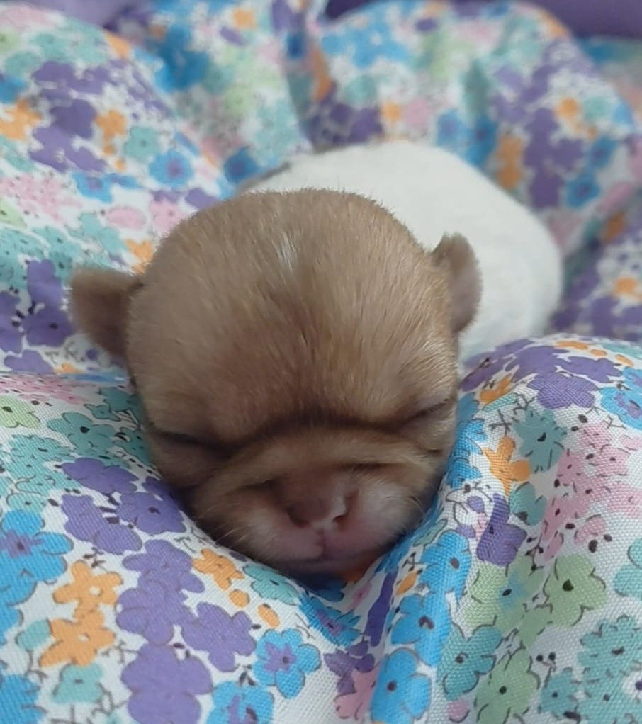 Voxel Ux - Chiots disponibles - Chihuahua