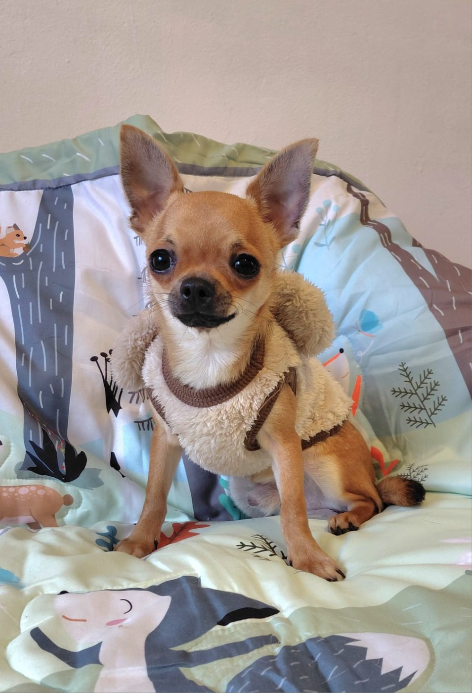 Voxel Ux - Chiots disponibles - Chihuahua