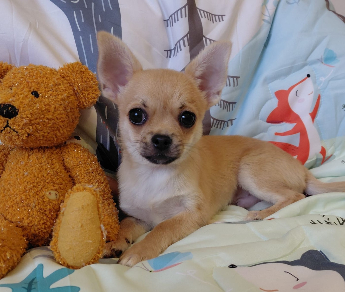 Voxel Ux - Chiots disponibles - Chihuahua