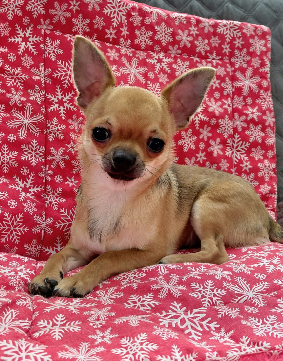 Voxel Ux - Chiots disponibles - Chihuahua