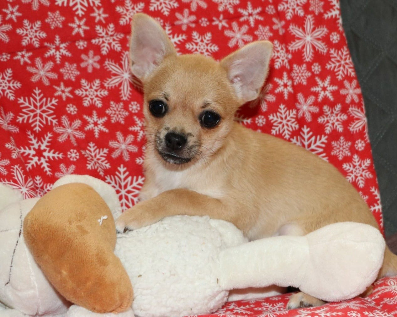 Voxel Ux - Chiots disponibles - Chihuahua