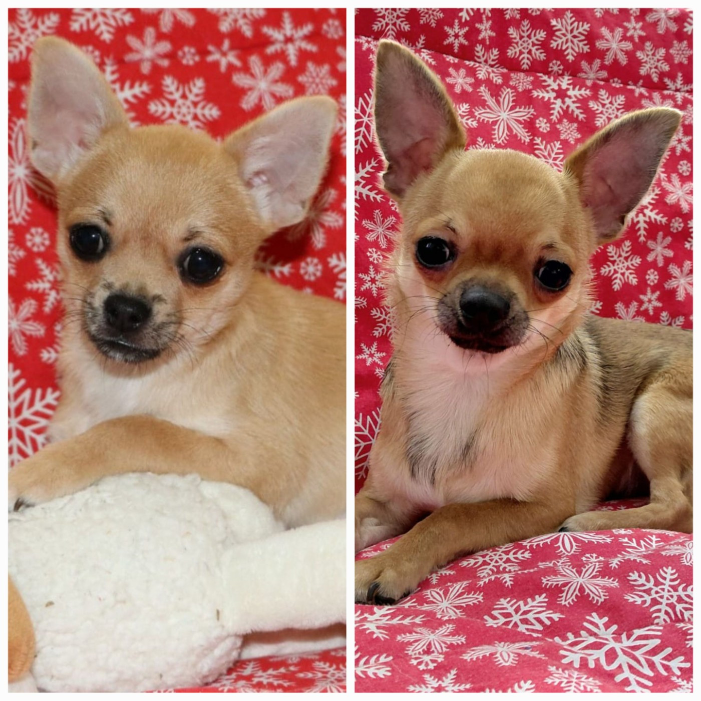 Voxel Ux - Chihuahua - Portée née le 15/04/2025