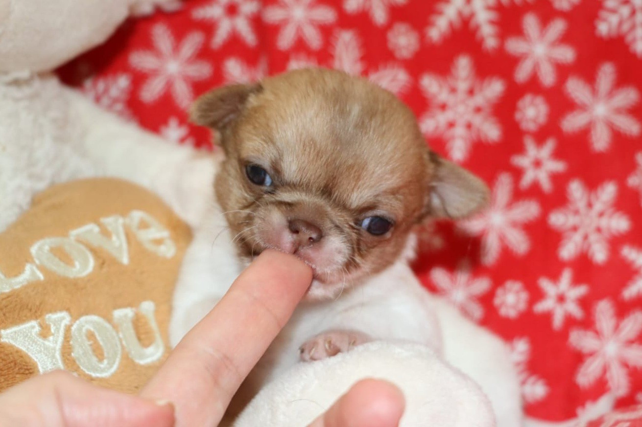 Voxel Ux - Chiots disponibles - Chihuahua