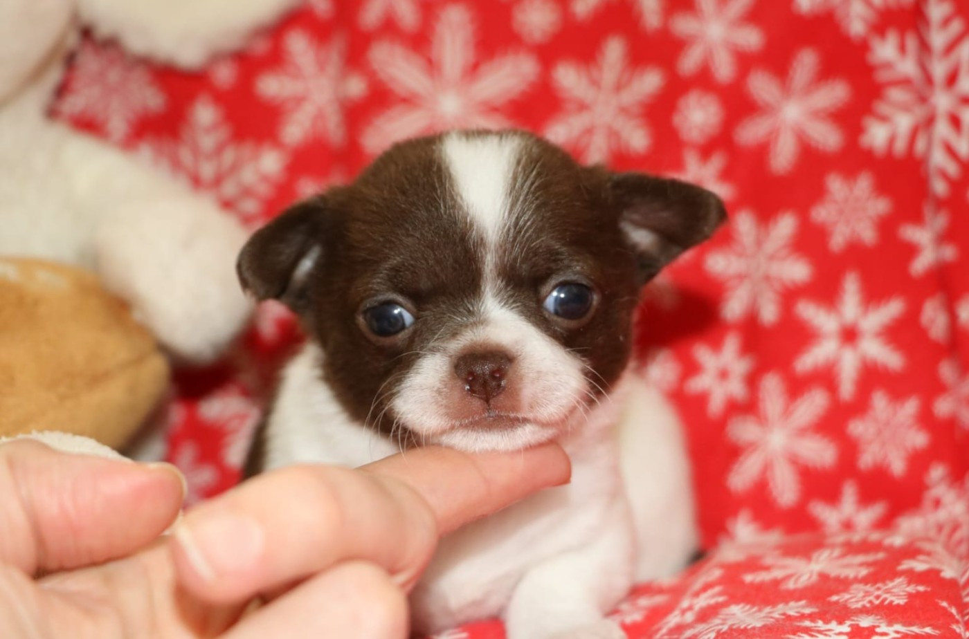 Voxel Ux - Chiots disponibles - Chihuahua