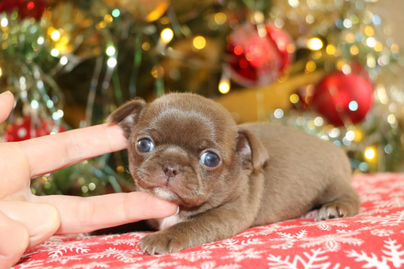 Voxel Ux - Chiots disponibles - Chihuahua