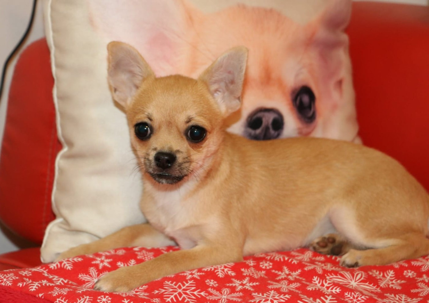 Voxel Ux - Chiots disponibles - Chihuahua