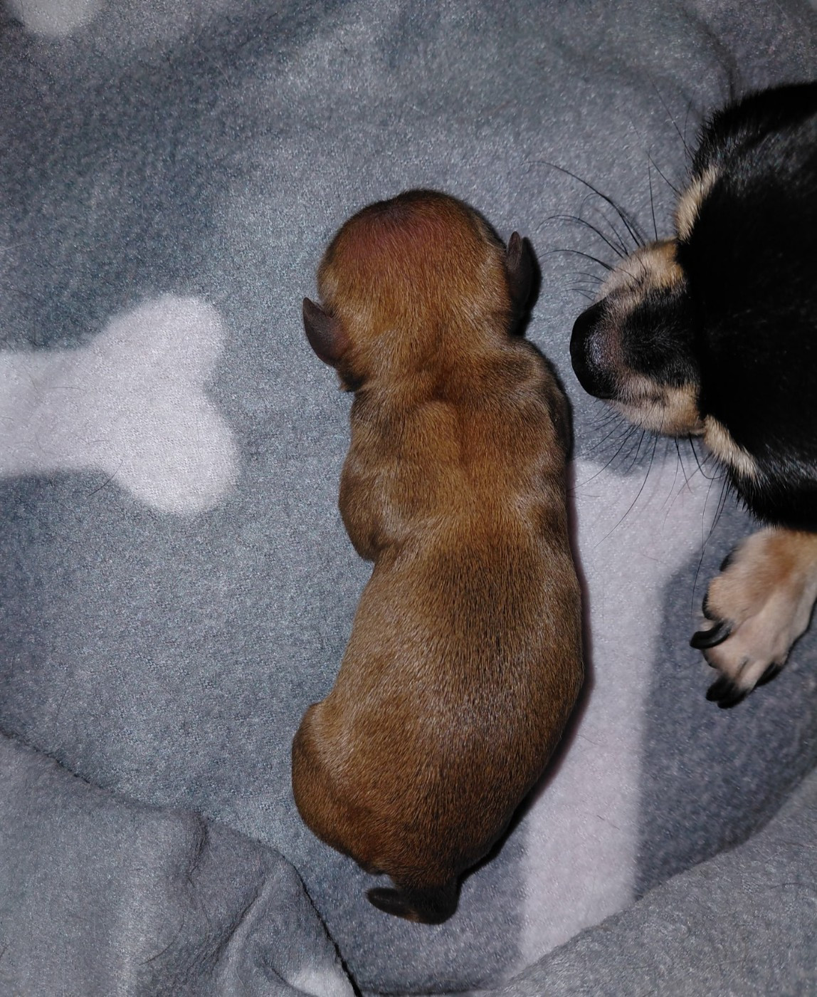 Chiot Chihuahua Voxel Ux