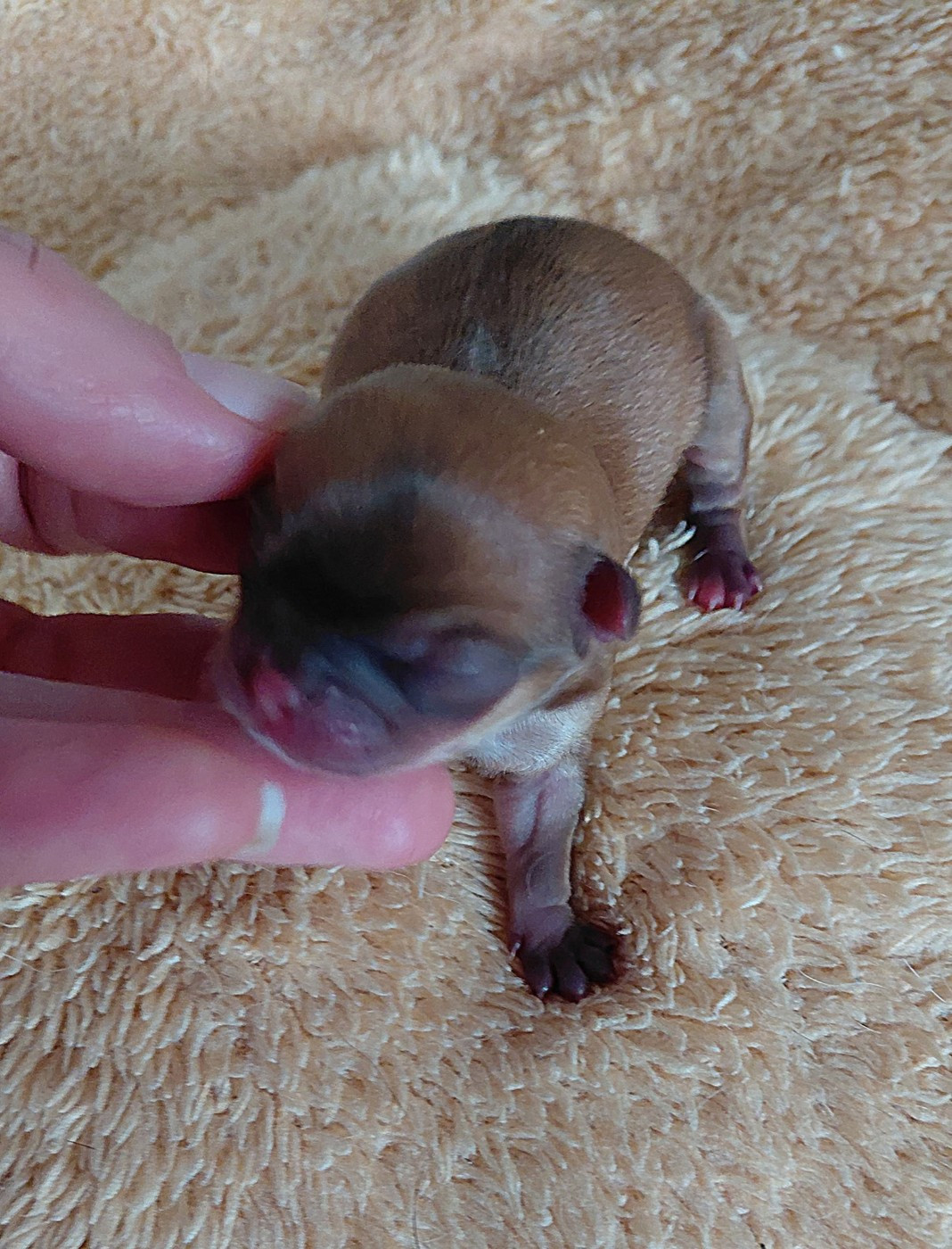 Chiot Chihuahua Voxel Ux