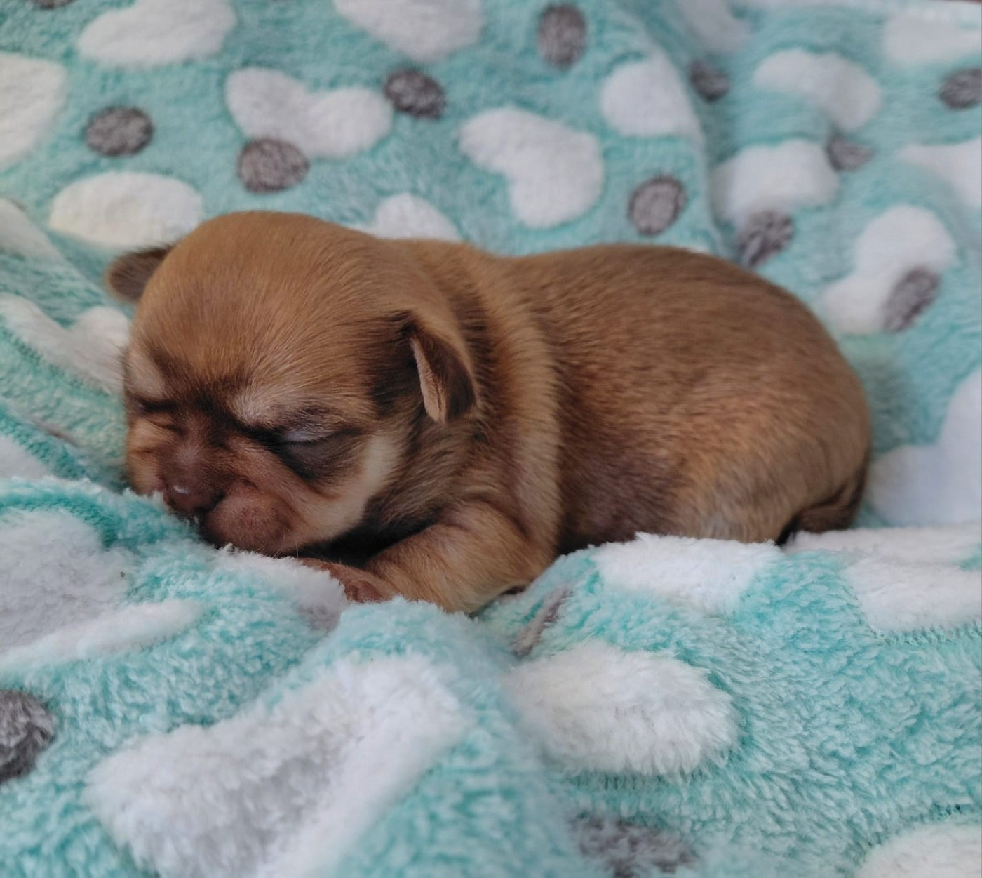 Voxel Ux - Chihuahua - Portée née le 10/01/2026