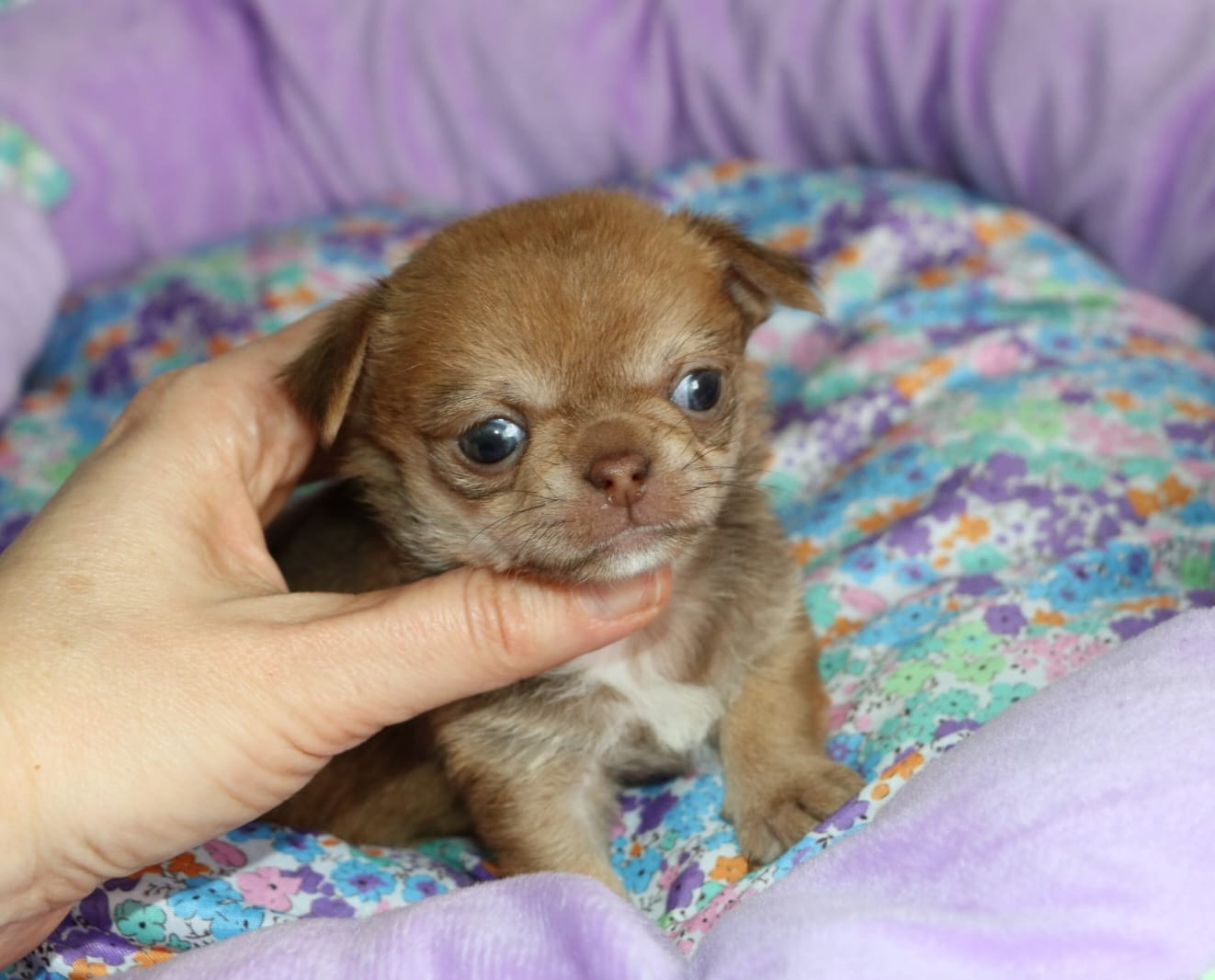 Voxel Ux - Chihuahua - Portée née le 14/01/2026