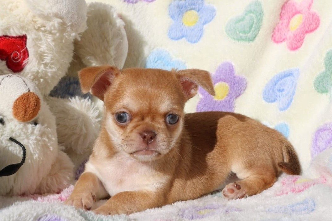 Voxel Ux - Chihuahua - Portée née le 10/01/2026