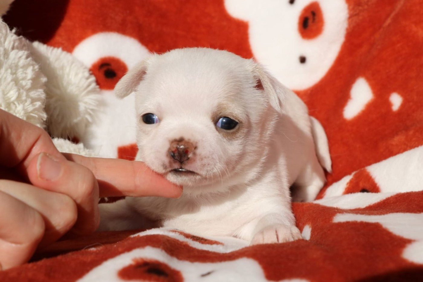 Voxel Ux - Chiots disponibles - Chihuahua