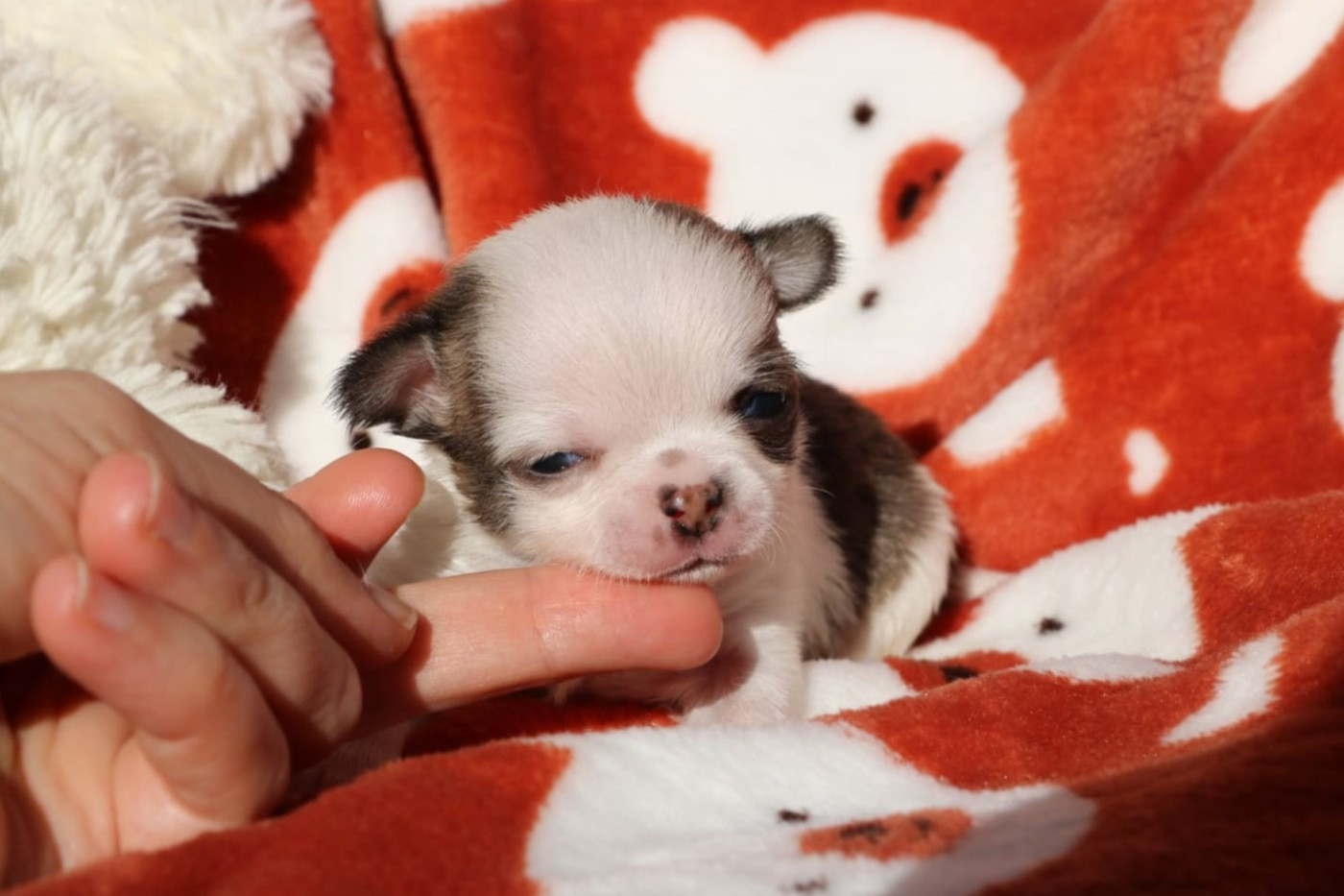 Voxel Ux - Chiots disponibles - Chihuahua