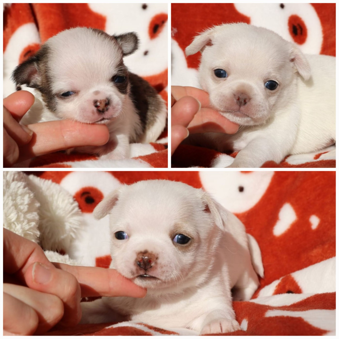 Chiot Chihuahua Voxel Ux