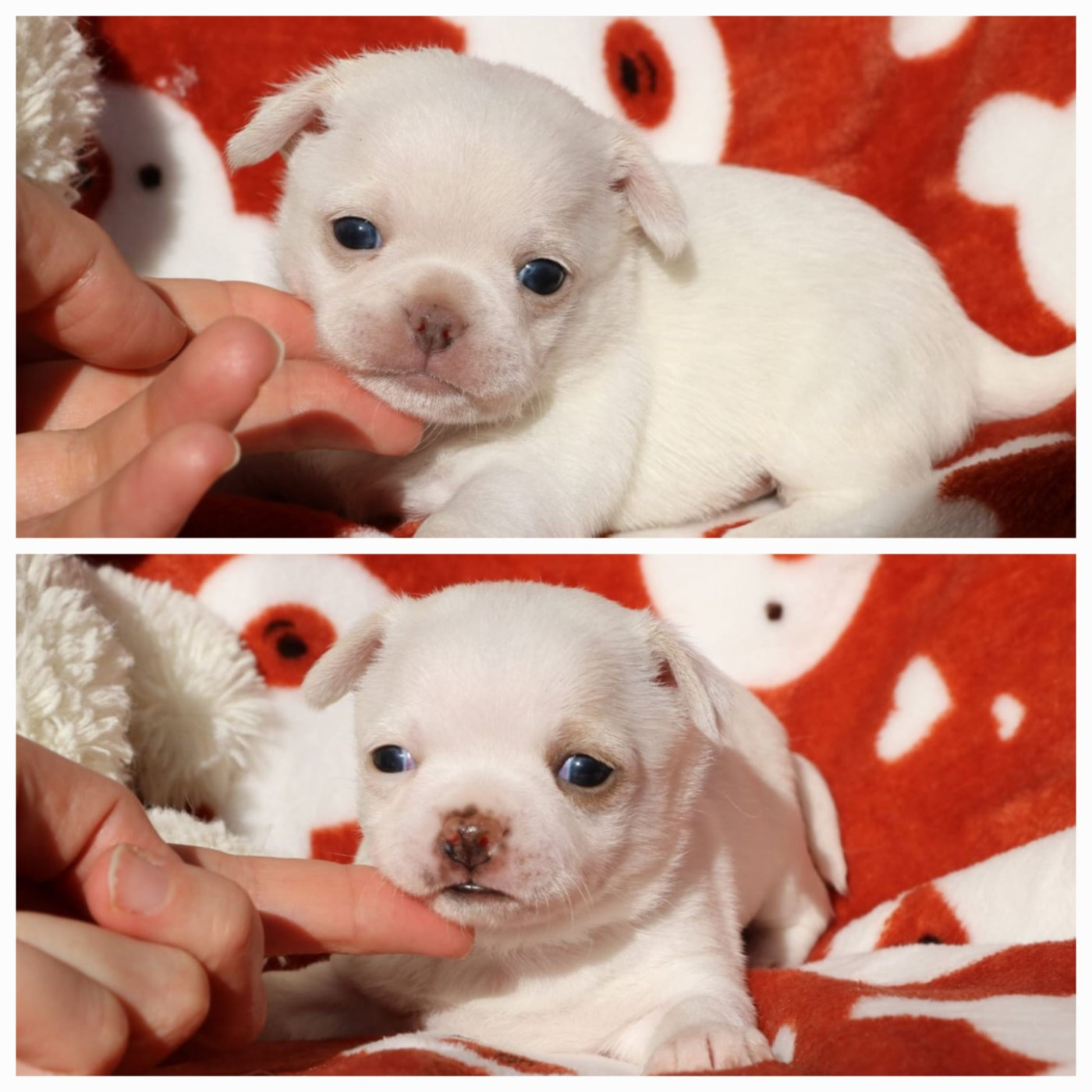 Voxel Ux - Chihuahua - Portée née le 27/01/2026