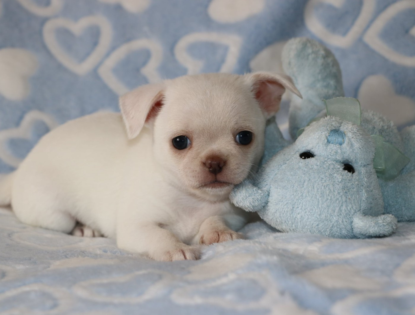 Voxel Ux - Chiots disponibles - Chihuahua