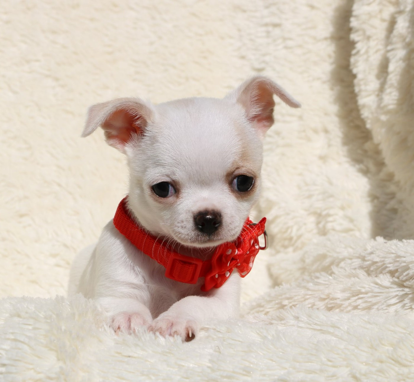 Voxel Ux - Chiots disponibles - Chihuahua