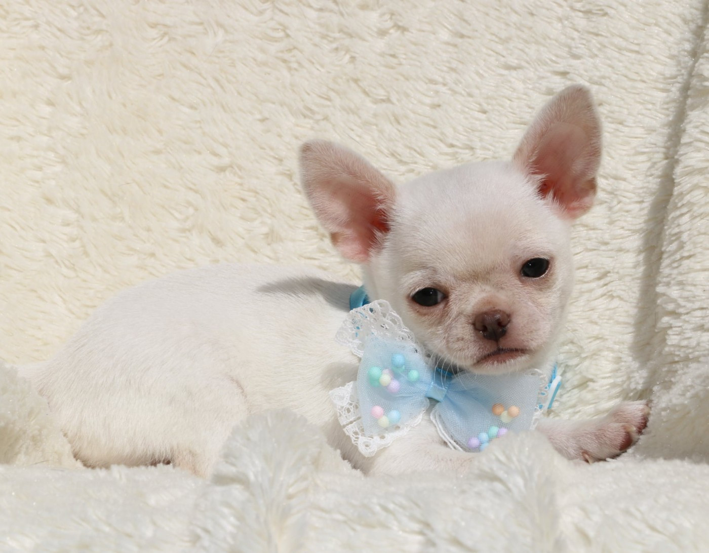 Voxel Ux - Chiots disponibles - Chihuahua