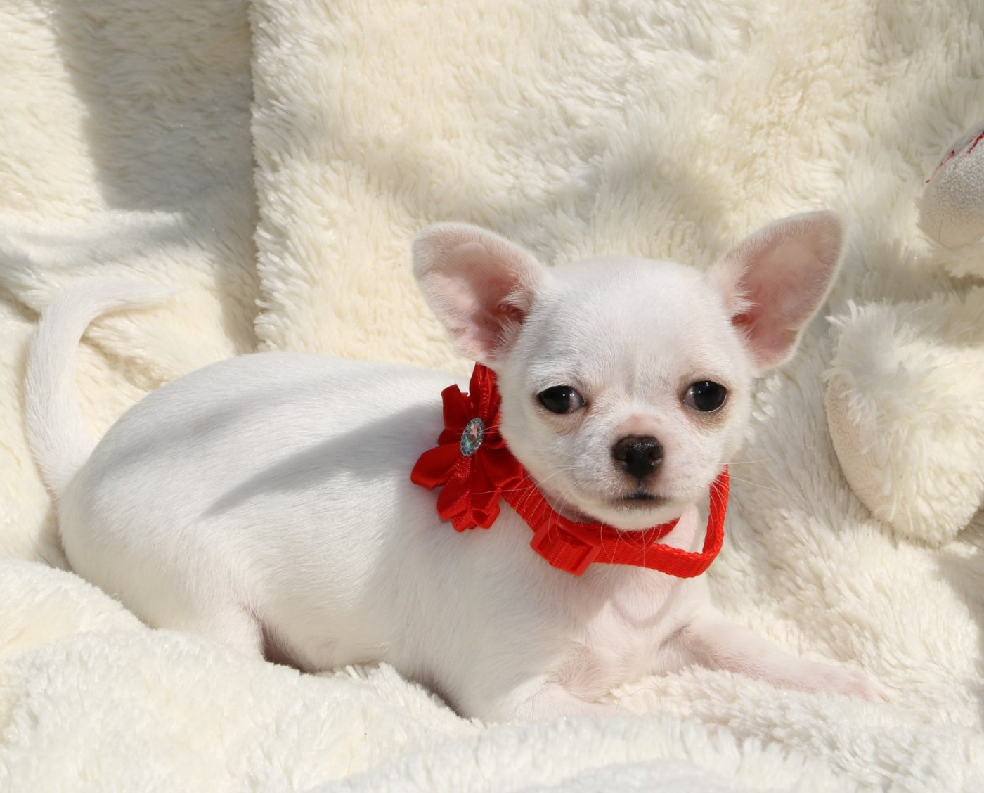 Chiot Chihuahua Voxel Ux