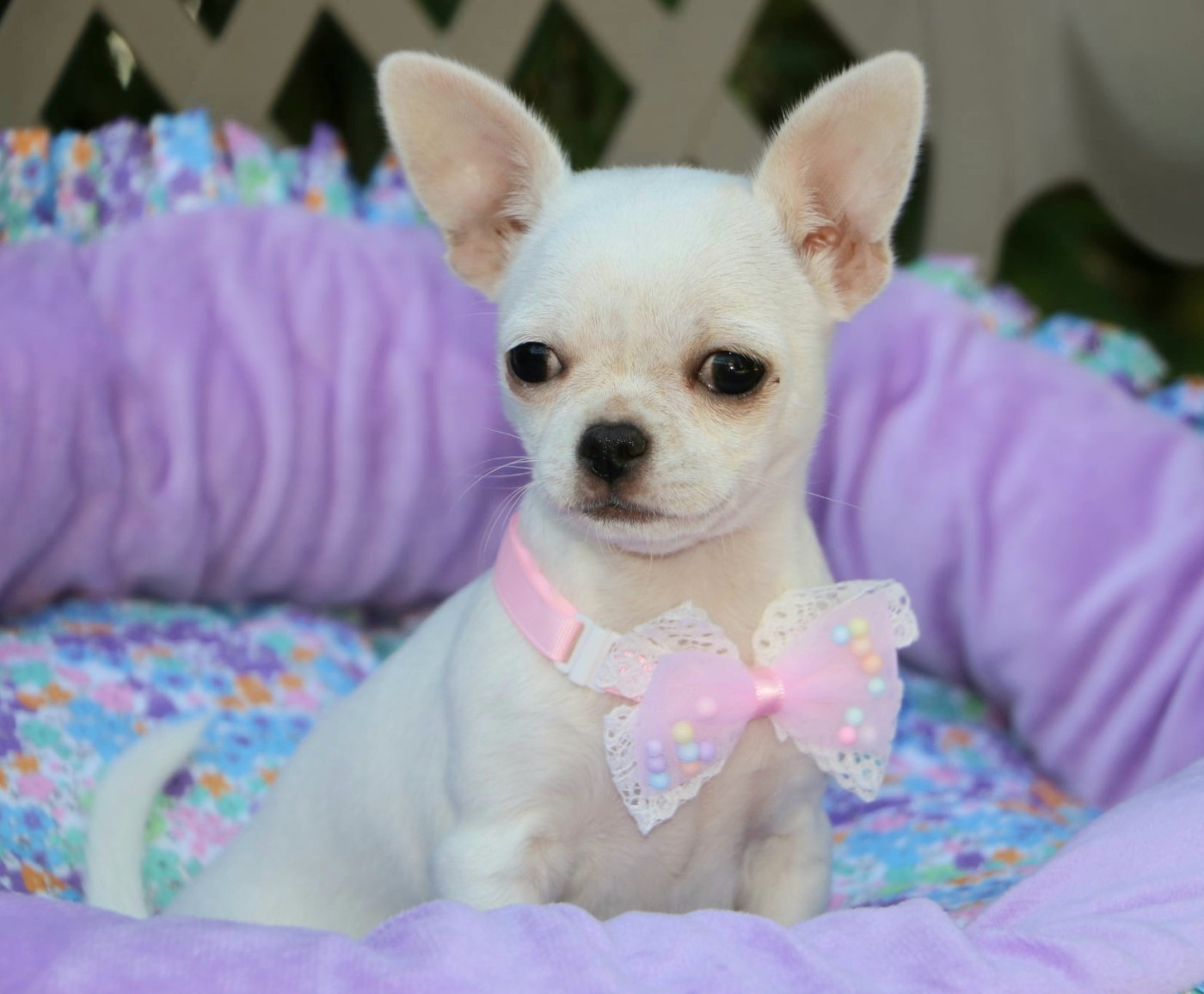 Voxel Ux - Chiots disponibles - Chihuahua