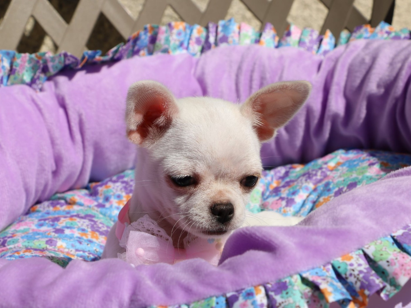 Voxel Ux - Chiots disponibles - Chihuahua