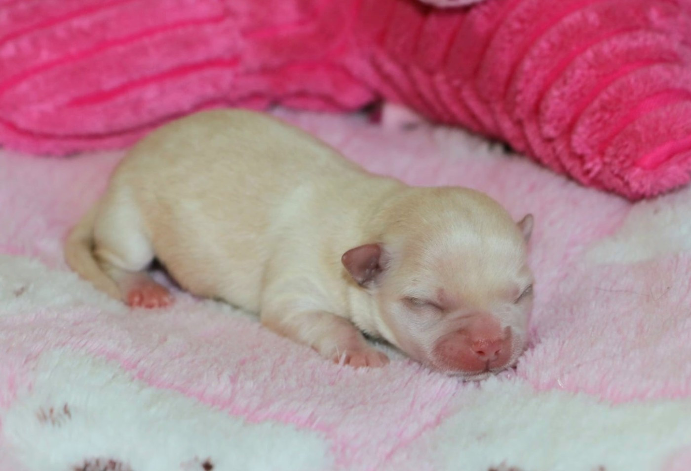 Voxel Ux - Chiots disponibles - Chihuahua