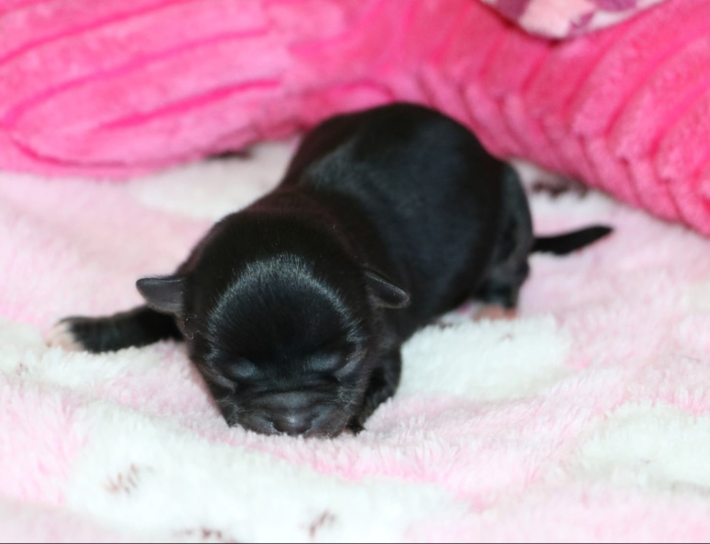 Voxel Ux - Chiots disponibles - Chihuahua