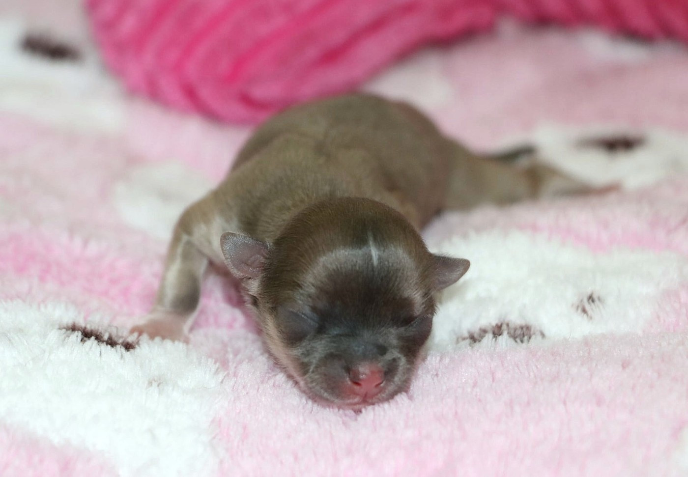 Voxel Ux - Chiots disponibles - Chihuahua