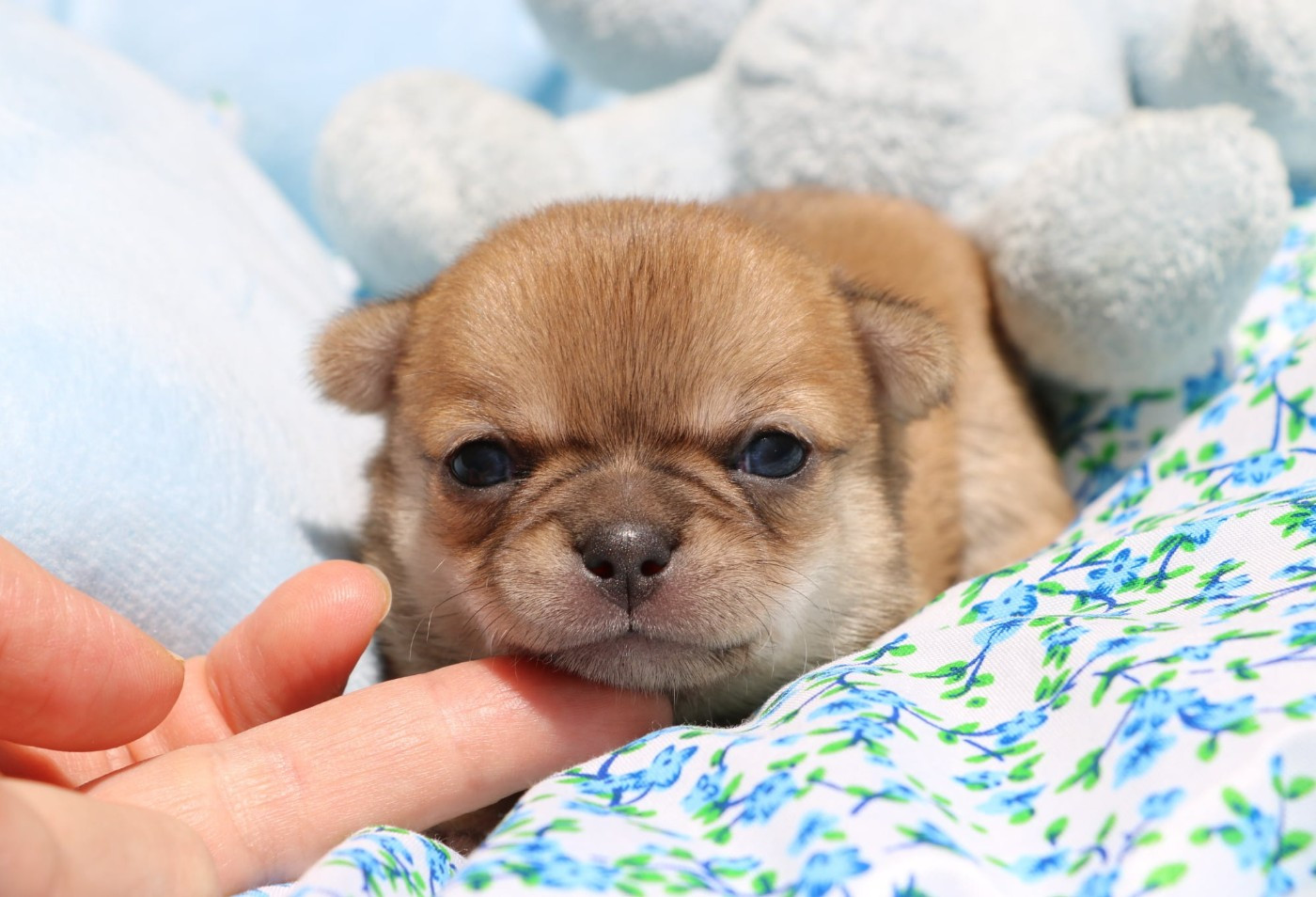 Voxel Ux - Chiots disponibles - Chihuahua