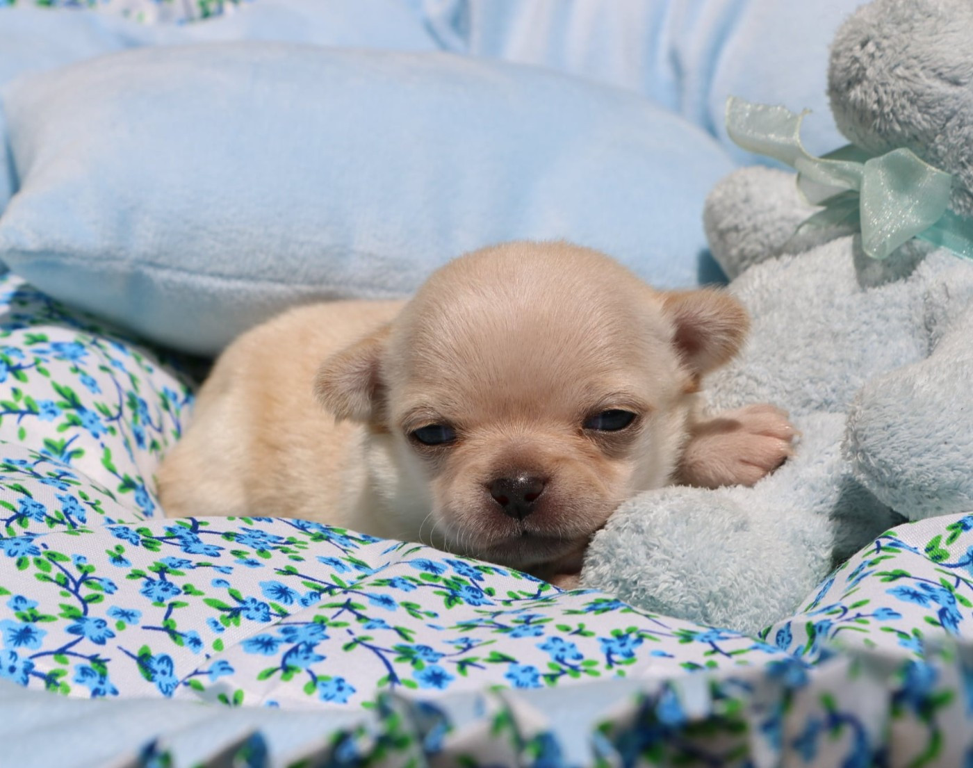 Voxel Ux - Chiots disponibles - Chihuahua