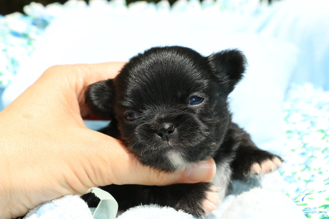 Voxel Ux - Chiots disponibles - Chihuahua