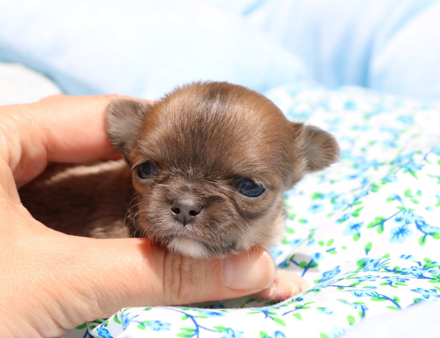 Voxel Ux - Chiots disponibles - Chihuahua