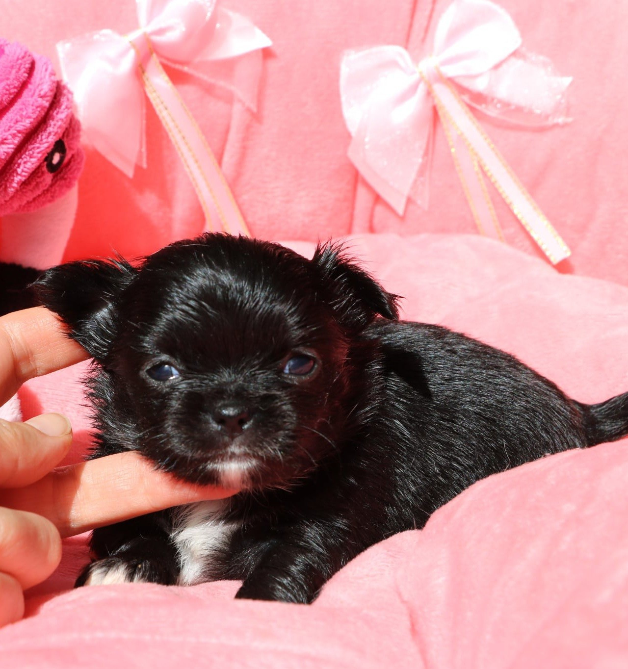 Voxel Ux - Chiots disponibles - Chihuahua