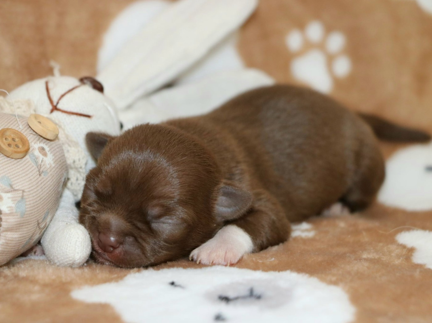 Voxel Ux - Chiots disponibles - Chihuahua