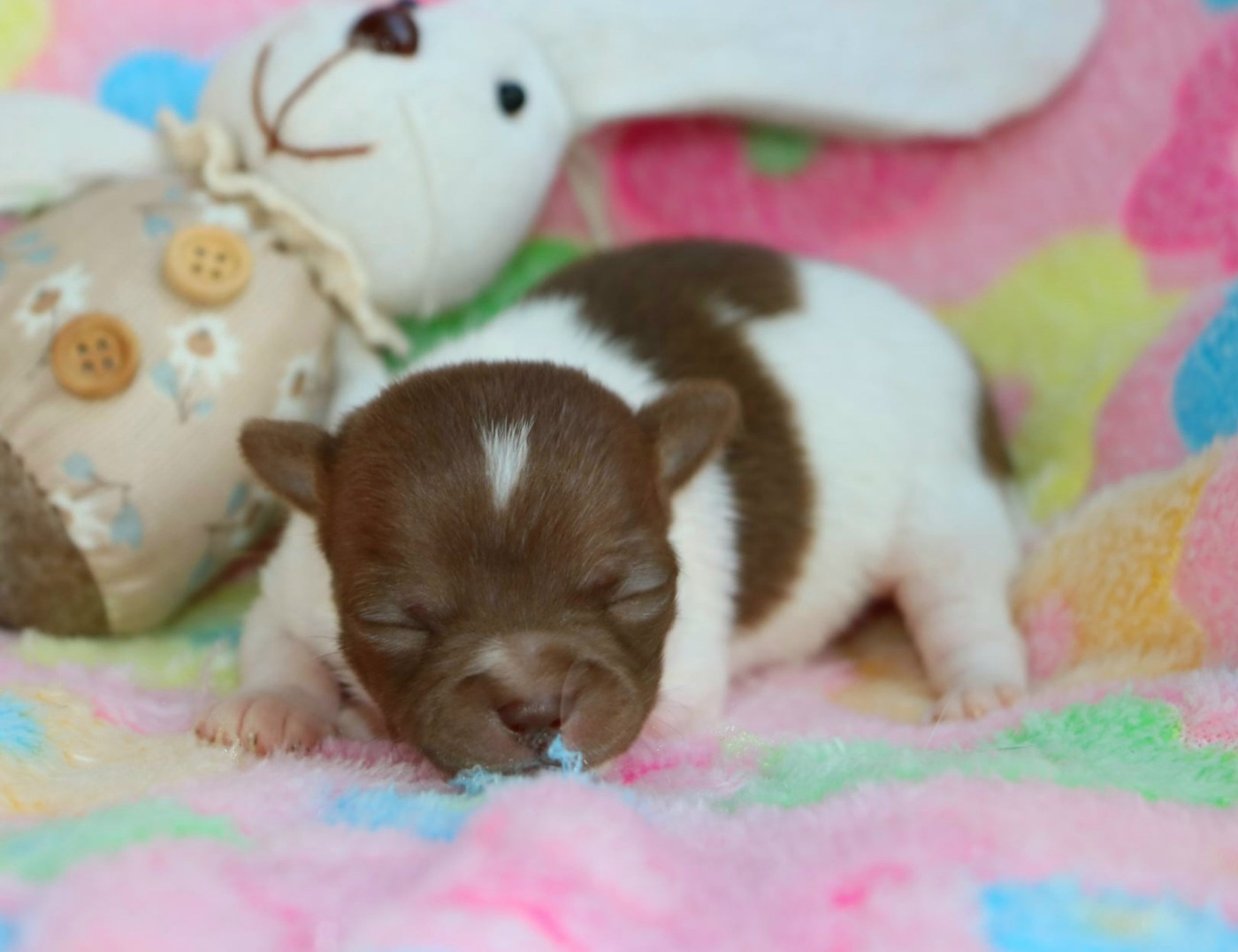 Voxel Ux - Chiots disponibles - Chihuahua