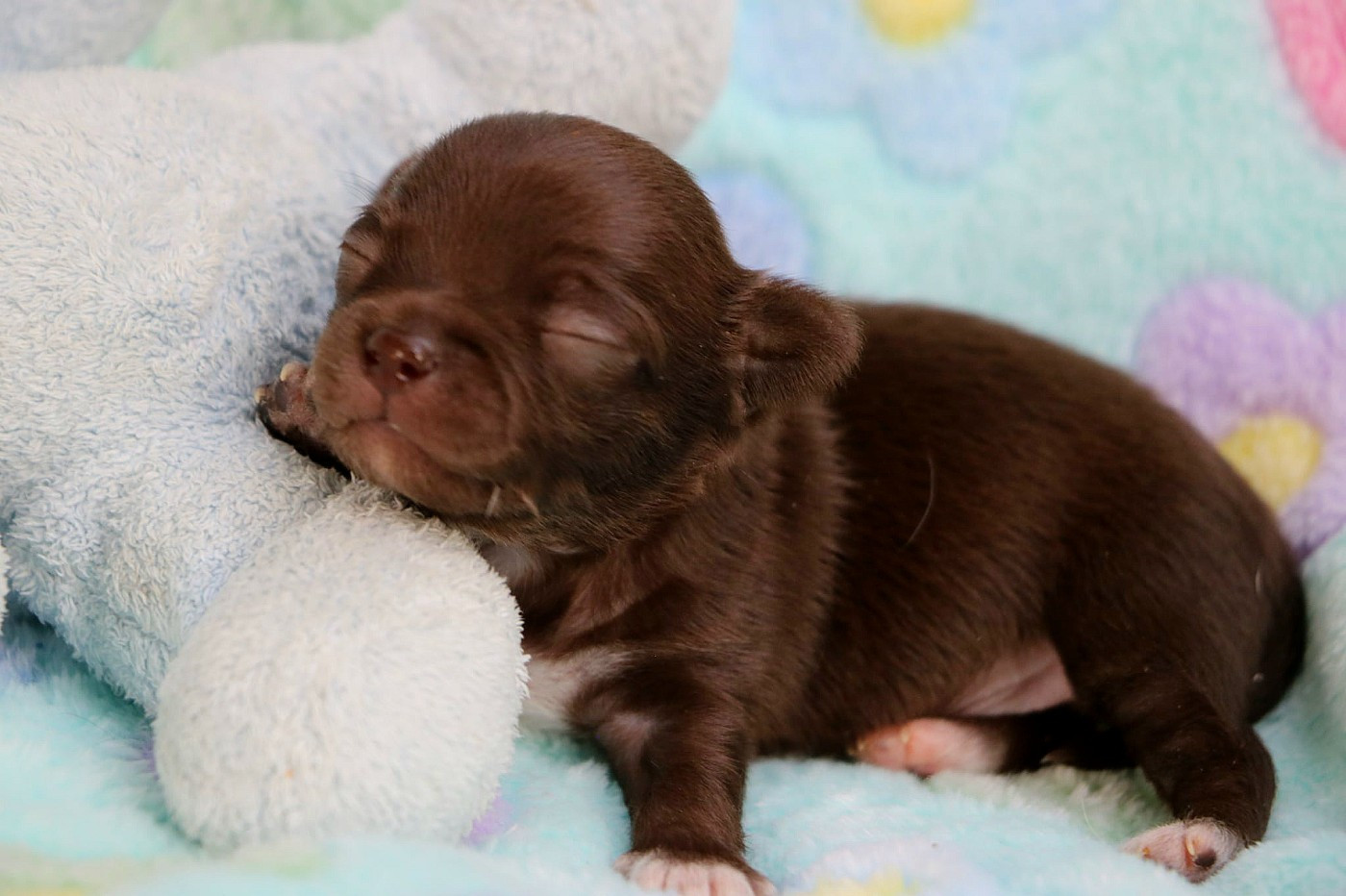 Voxel Ux - Chiots disponibles - Chihuahua