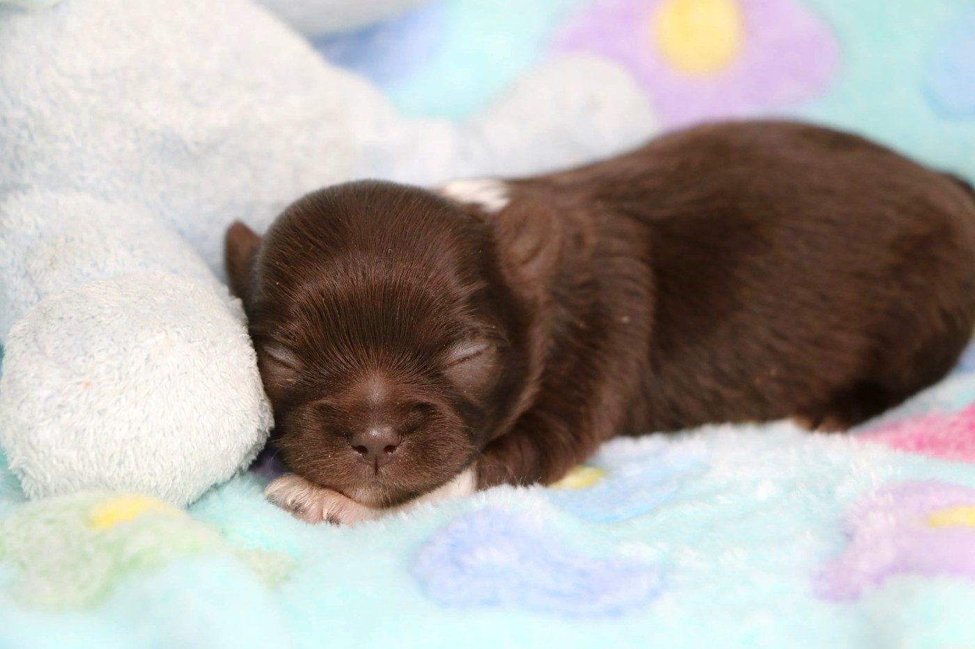 Voxel Ux - Chiots disponibles - Chihuahua