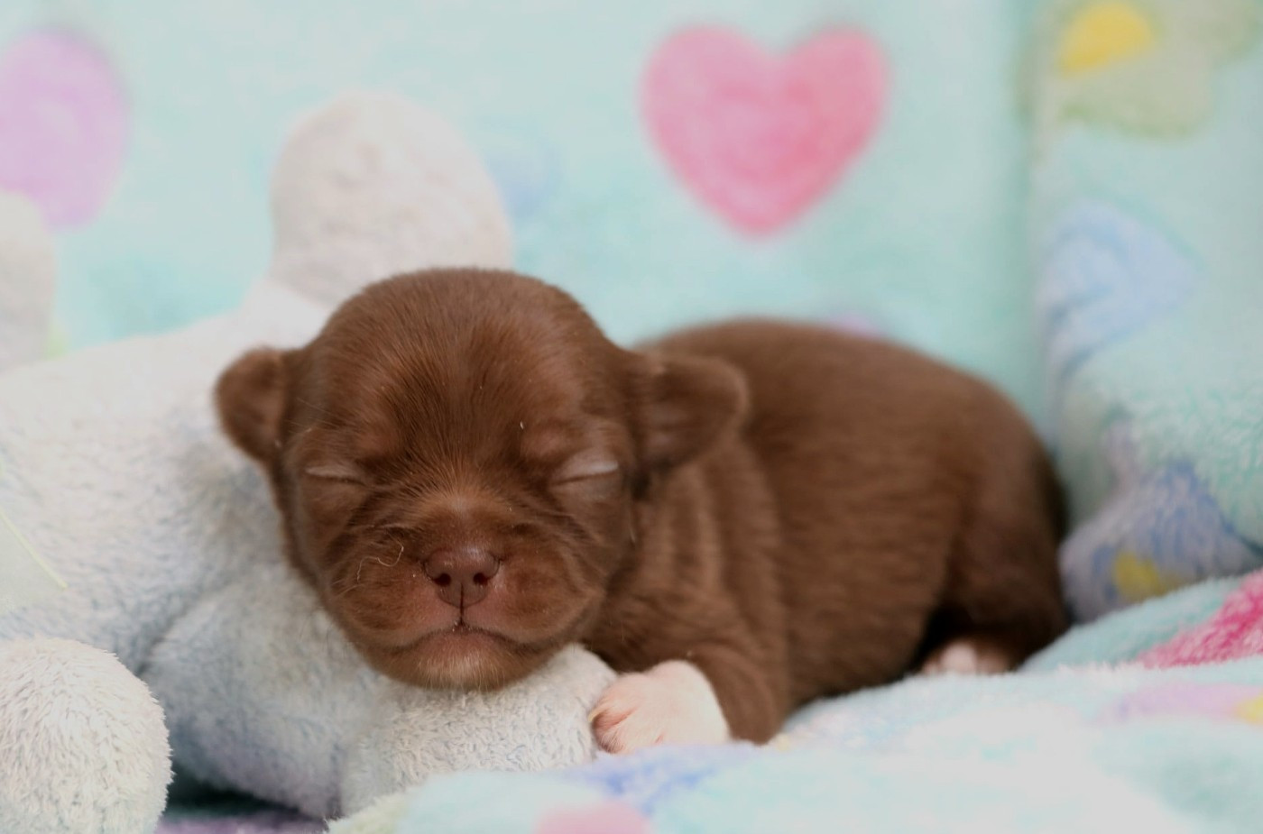 Voxel Ux - Chiots disponibles - Chihuahua